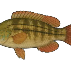 Crénilabre paon