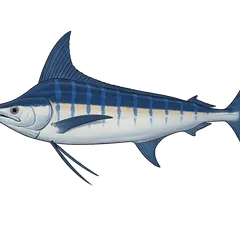 Marlin bleu
