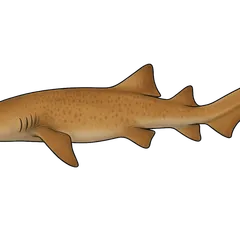 Requin nourrice