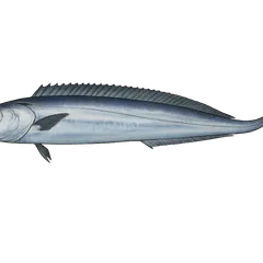 Sabre argenté