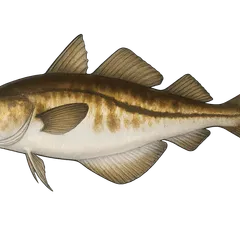 Tacaud
