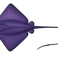 Raie pastenague violette