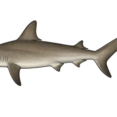 Requin-marteau commun