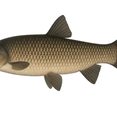 Carpe de roseau
