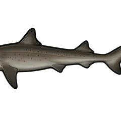Requin hâ