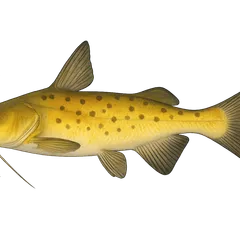Machoirant jaune