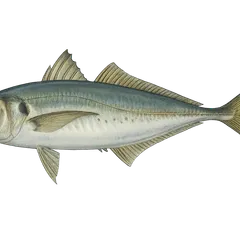Chinchard