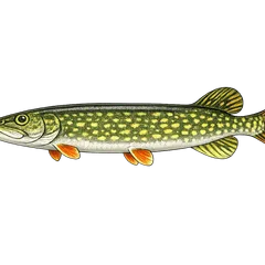 Brochet aquitain