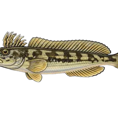 Blennie fluviatile