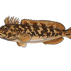 Blennie gattorugine