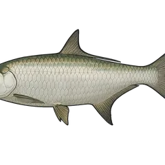 Tarpon