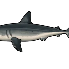 Requin taupe