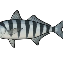 Poisson-pilote