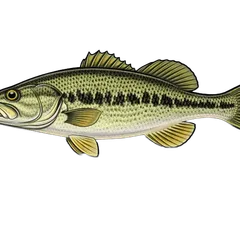 Black-bass