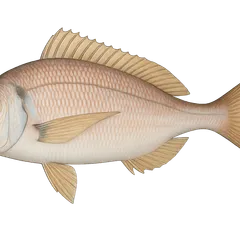 Pageot acarne