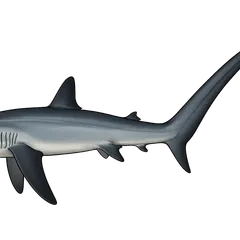 Requin renard