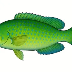Labre vert
