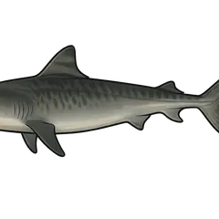 Requin tigre