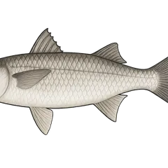 Parassi