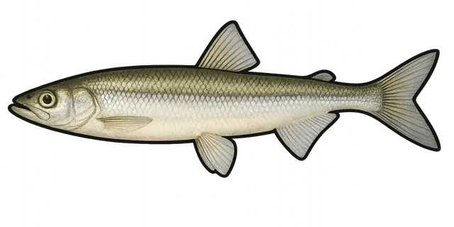 Illustration de éperlan européen, Osmerus eperlanus