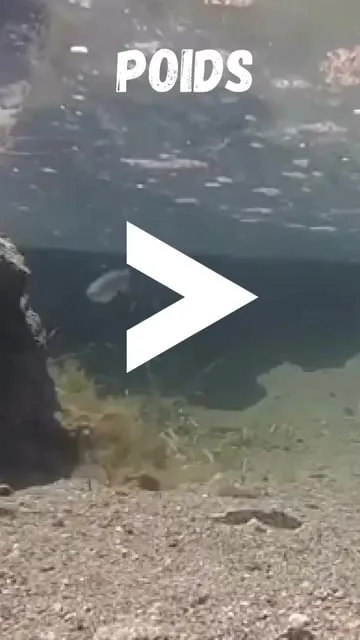 Guide complet : Tout savoir sur le mulet pour mieux le pêcher