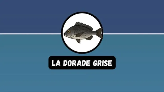 La dorade grise : tout savoir pour réussir sa pêche au bouchon