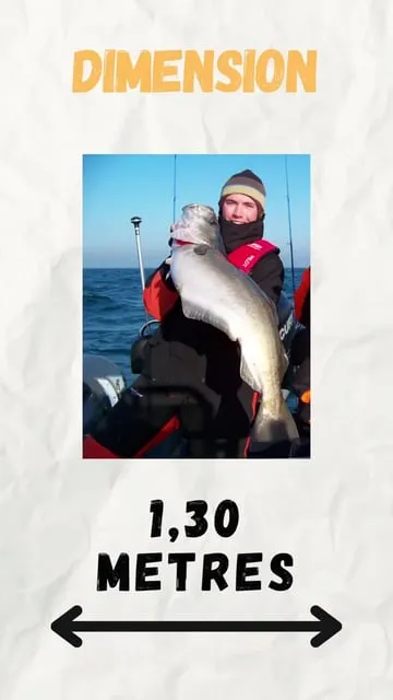 Tout savoir sur le lieu jaune : caractéristiques et pêche