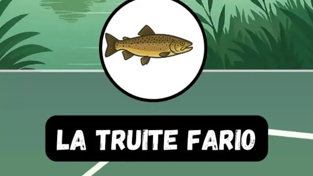 Truite Fario : Guide Complet pour Réussir sa Pêche