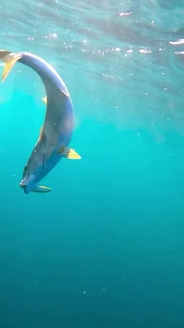 Débuter la Pêche à la Traîne Côtière : Guide Complet