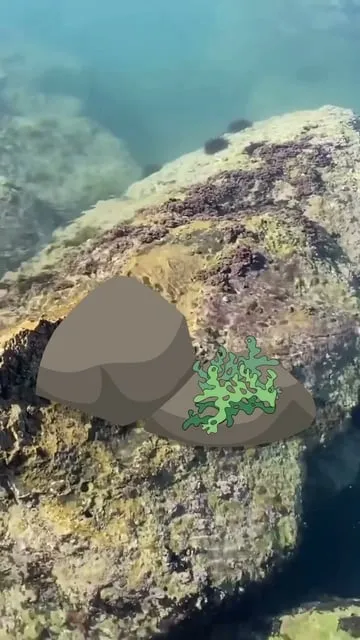 Pêche à gratter : technique efficace pour carnassiers méfiants