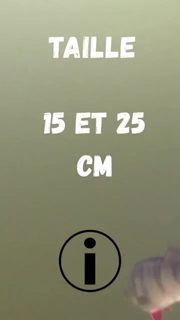 La Perche : Guide Complet pour Débuter la Pêche aux Carnassiers