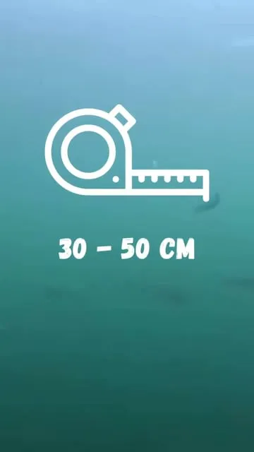 Tout savoir sur le maquereau : identification, habitat et pêche