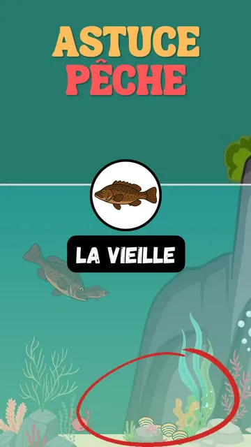 La Vieille : Tout Savoir sur ce Poisson de Roche Emblématique