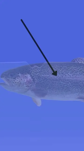 La ligne latérale : comprendre le super sens des poissons