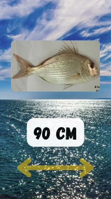Découverte du Pagre : Poisson Mythique de la Pêche en Mer