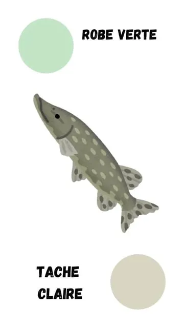 Le Brochet : Tout Savoir sur ce Redoutable Carnassier