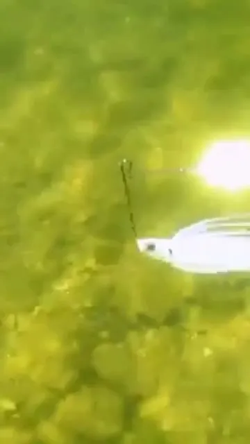 Le Spinnerbait : Maîtrisez ce leurre anti-accro polyvalent