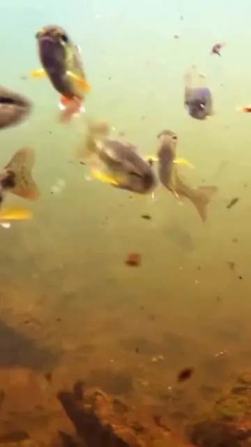 Stratégie de Pêche : S'Adapter à l'Activité des Poissons