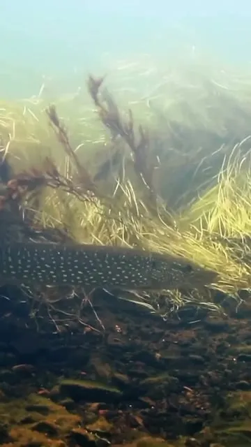 Histoire et techniques de pêche à la cuillère : du XIXe siècle à nos jours