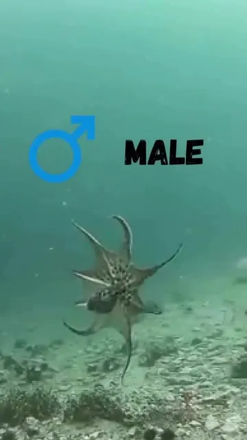 Dorade royale : tout savoir sur ce poisson méditerranéen emblématique