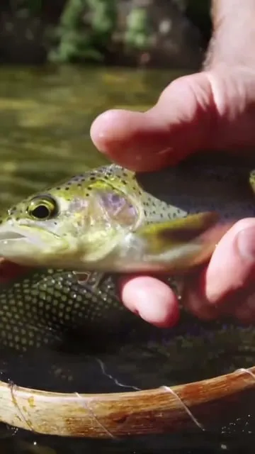 Histoire et évolution du swimbait : le leurre géant pour carnassiers