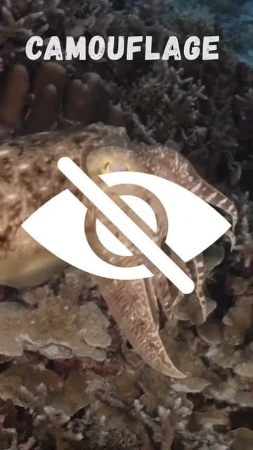 La sèche : découverte et utilisation pour la pêche en mer