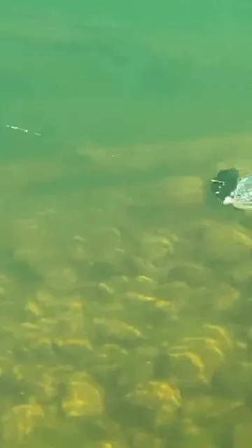 ChatterBait : Histoire et Secrets de ce Leurre Révolutionnaire