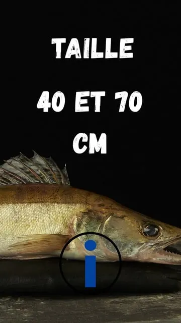 Tout savoir sur le sandre : carnassier roi des eaux douces