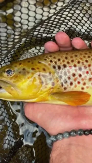 Ouverture truite : techniques et leurres pour réussir