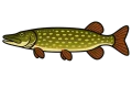 Brochet