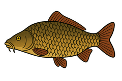 Carpe commune (Cyprinus carpio) - fiche espèce Fishing Grid