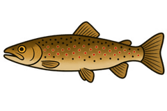 Truite fario (Salmo trutta fario) - fiche espèce Fishing Grid