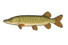 Brochet (Esox lucius) - fiche espèce Fishing Grid