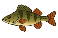 Perche commune (Perca fluviatilis) - fiche espèce Fishing Grid